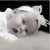 Imagen de avatar
